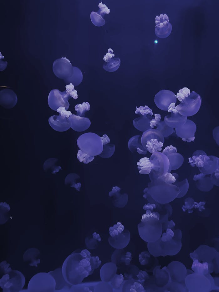about-01 A captivating view of jellyfish gliding gracefully in the deep blue sea.