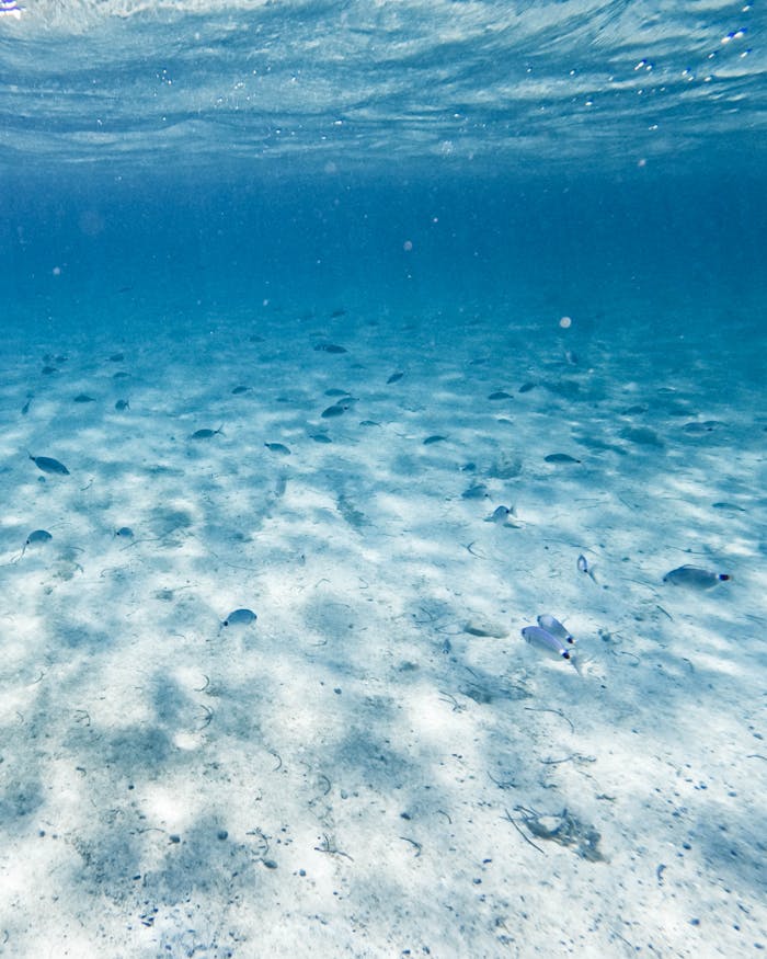 our-services-2 A tranquil underwater view showcasing a sandy ocean floor with fish.